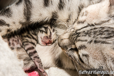 Bengal silver rosetted